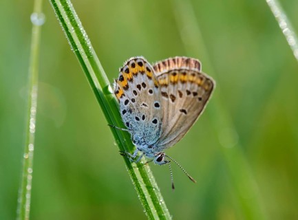 Idas blue (Plebejus idas)