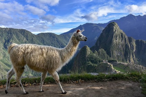 Llama (Lama glama) in front of Machu Picchu