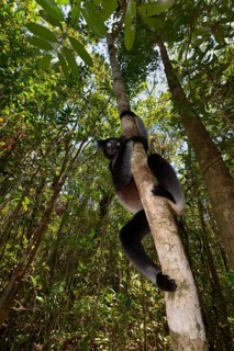 Indri (Indri indri)