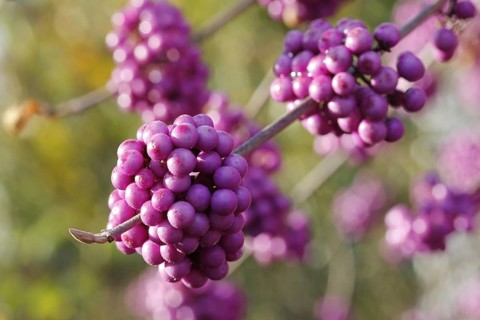 Beautyberry (Callicarpa giraldii)