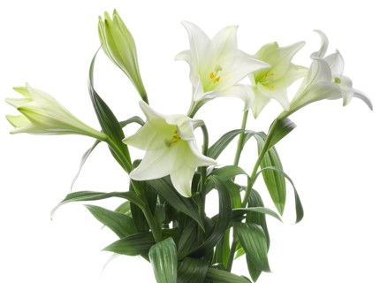 Easter lilies (Lilium longiflorum)