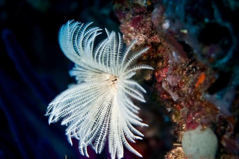 Bristleworm (Protula Tubularia)
