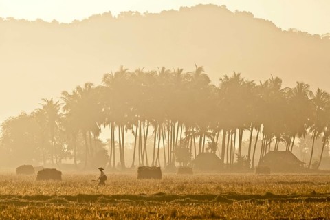 Morning mood in a rice paddy