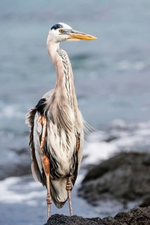 Great blue Heron (Ardea herodias)