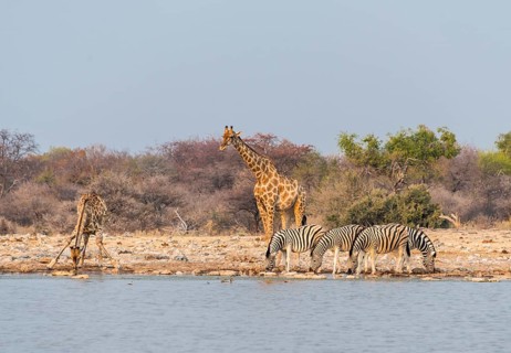 Giraffe (Giraffa camelopardis) and Burchell's Zebraa (Equus quagga burchellii)