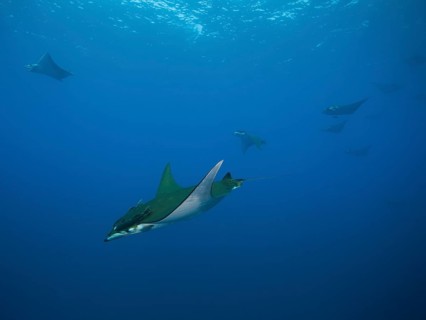 Sicklefin Devil Rays or Box Rays (Mobula tarapacana)