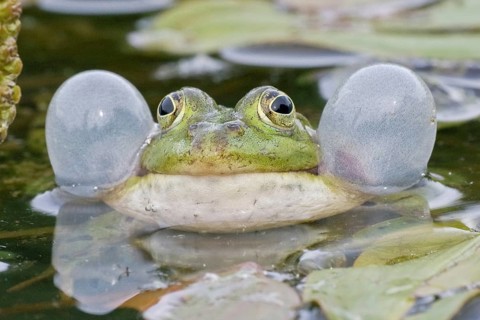 Common Water Frog (Rana esculenta) with vocal sacs