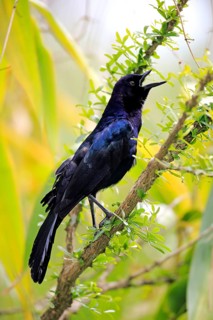 Boat-tailed Grackle (Quiscalus major)