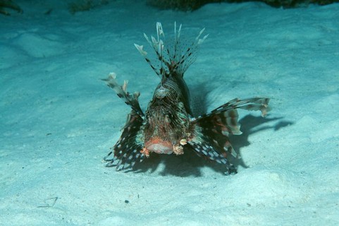 Red Lionfish (Pterois volitans)