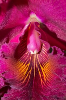 Orchid