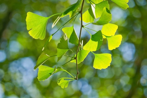Ginkgo (Ginkgo biloba)