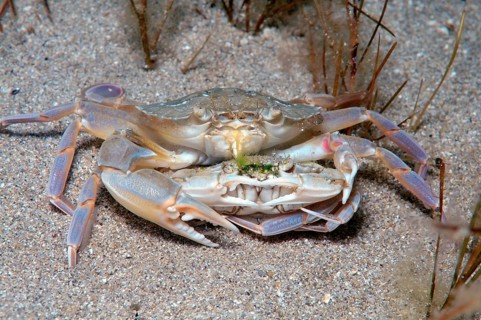 Swimming Crab species (Macropipus holsatus)