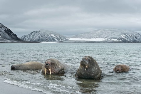 Walruses (Odobenus rosmarus)