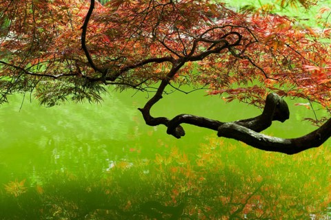 Downy Japanese Maple (Acer japonicum)