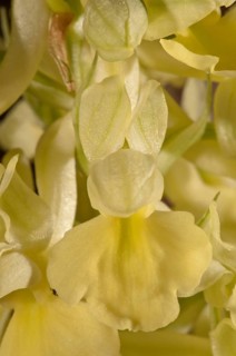 Pale-flowered Orchid (Orchis pallens)