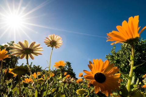 Livingstone Daisy (Dorotheanthus bellidiformis)