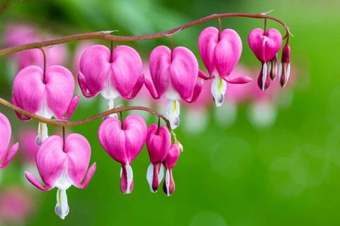 Bleeding Heart (Lamprocapnos spectabili)