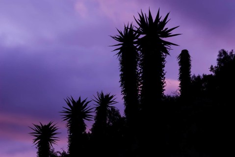 Cape Aloe (Aloe ferox) at dawn