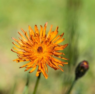 Orange Hawkweed (Hieracium aurantiacum)