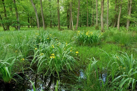 Yellow Iris (Iris pseudacorus)