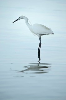 Little Egret (Egretta garzetta)
