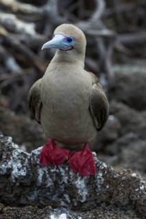 Red-footed Booby (Sula sula)