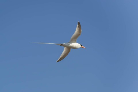 Red-billed Tropicbird or Boatswain Bird (Phaeton aethereus) in flight