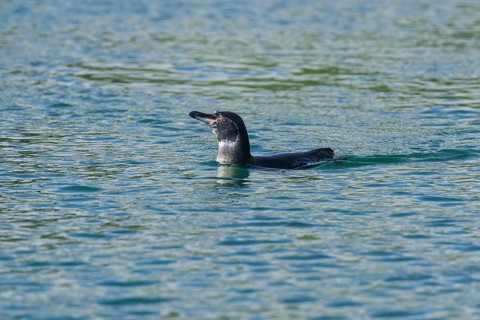 Galapagos Penguin (Spheniscus mendiculus)