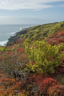 Endemic plants