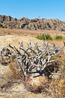 Elephant's Foot Plant (Pachypodium rosulatum)