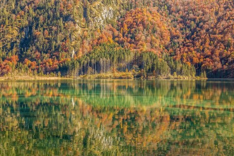 Autumn forest with its reflection in Almsee lake