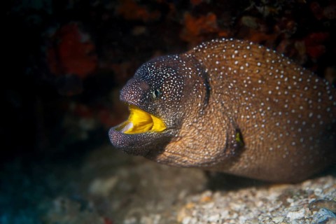 Yellowmouth Moray (Gymnothorax nudivomer)