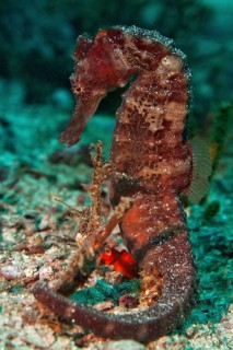 Sea Pony (Hippocampus fuscus)