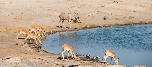 Herd of Black-faced Impalas (Aepyceros melampus petersi) and greater kudu (Tragelaphus strepsiceros) drinking