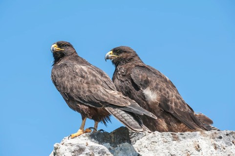 Galapagos Hawks (Buteo galapagoensis)