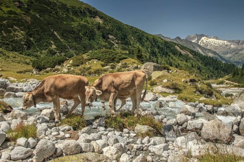 Cows in Zemmgrund valley with Zemmbach stream
