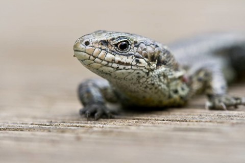Sand Lizard (Lacerta agilis)