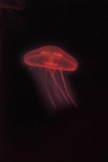 Moon Jellyfish (Aurelia aurita) in coloured light