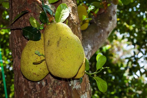 Jackfruits (Artocarpus heterophyllus) growing on a on Jackfruit Tree