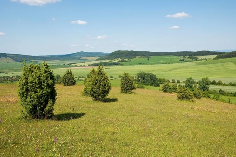Juniper pastures