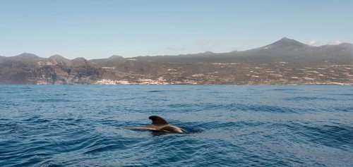 Pilot Whale (Globicephala) emerging from water
