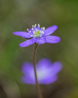 Hepatica or Liverwort (Hepatica nobilis)