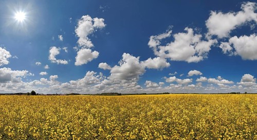 White clouds against a blue sky over a bright yellow rape field