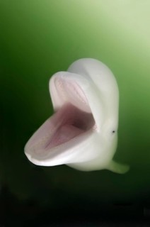 Beluga Whale
