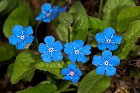 Blue-Eyed Mary or Navelwort (Omphalodes verna)