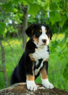 Greater Swiss Mountain Dog