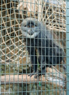 L'Hoest's Monkey or Mountain Monkey (Cercopithecus lhoesti)