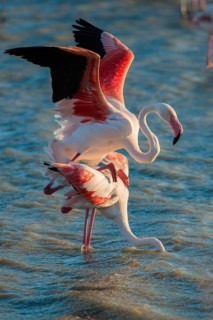 Flamingos (Phoenicopteridae)