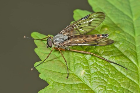 Common snipe fly (Rhagio scolopaceus)