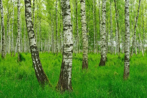 Forest of Downy Birch or White Birch (Betula pubescens)